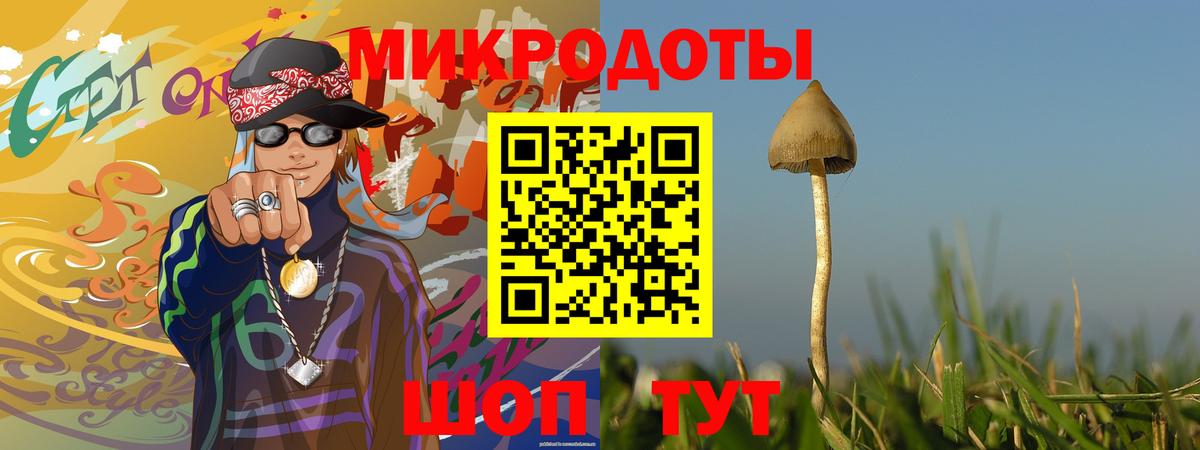 Галлюциногенные грибы Psilocybe Светлоград